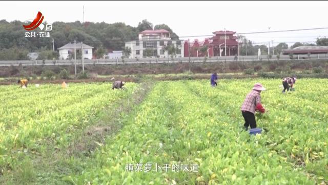 稻花香里20250423 南昌农业品牌工程——久有匠心产业兴