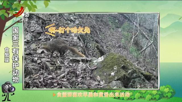 绿野秘踪20250416