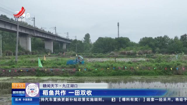 【赣闻天下】九江湖口：稻鱼共作 一田双收