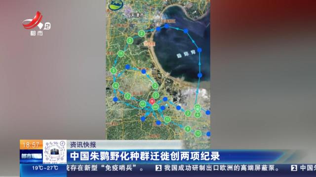 中国朱鹮野化种群迁徙创两项纪录