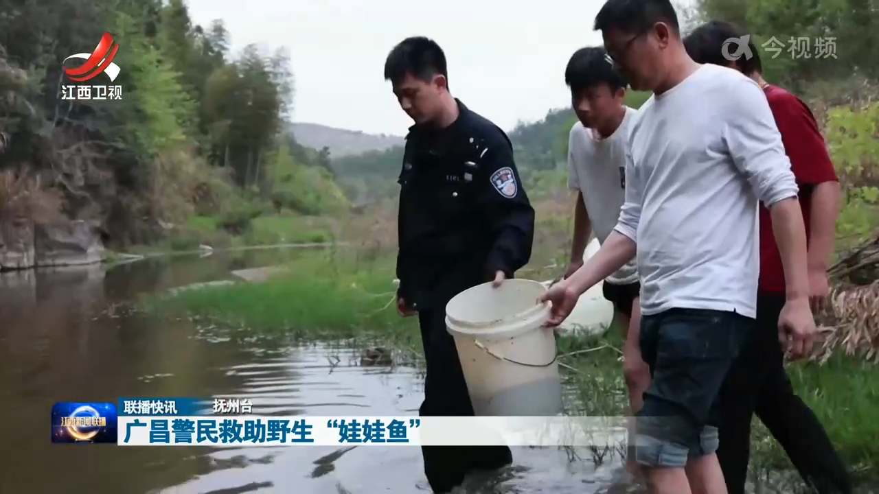 广昌警民救助野生“娃娃鱼”
