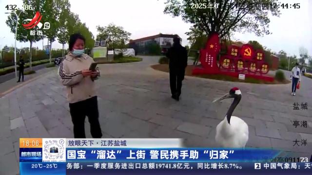 【放眼天下】江苏盐城：国宝“溜达”上街 警民携手助“归家”