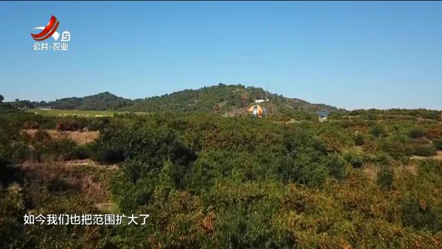 南丰：桔花飘香 桔园游约起来