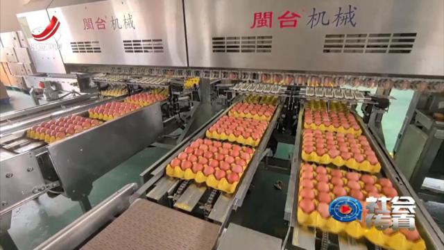社会传真20250408 一线调研：一枚鸡蛋“孵”出18亿大产业
