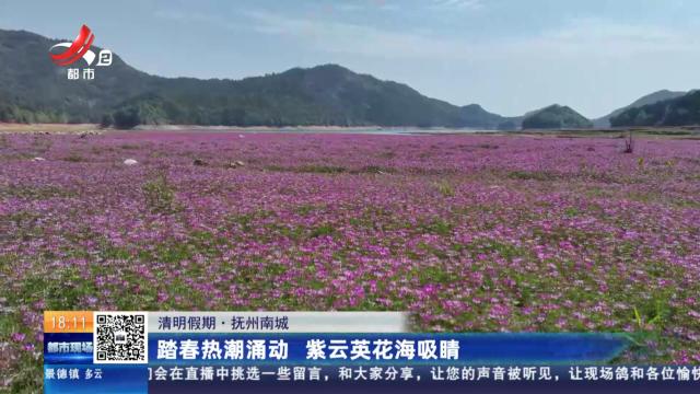 【清明假期】抚州南城：踏春热潮涌动 紫云英花海吸睛