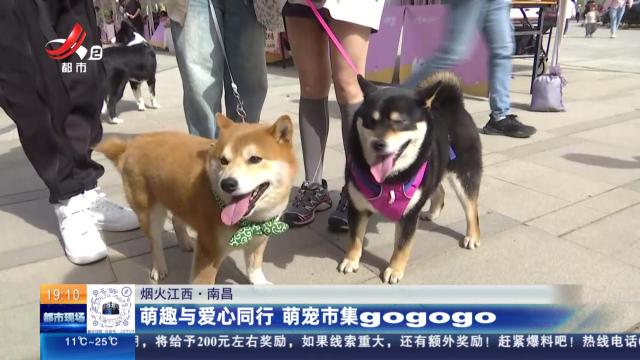【烟火江西】南昌：萌趣与爱心同行 萌宠市集gogogo