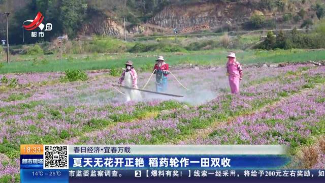 【春日经济】宜春万载：夏天无花开正艳 稻药轮作一田双收