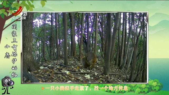 绿野秘踪20250418