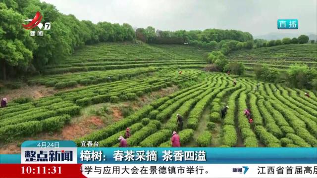 樟树：春茶采摘 茶香四溢