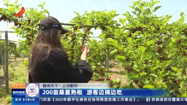 【赣闻天下】上饶鄱阳：200亩桑葚熟啦 游客边摘边吃