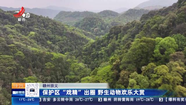 赣州崇义：保护区“戏精”出圈 野生动物欢乐大赏
