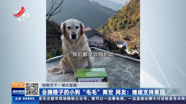 【放眼天下·湖北宜昌】会摘橙子的小狗“毛毛”离世 网友：继续支持果园