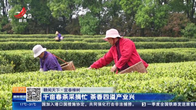 【赣闻天下】宜春樟树：千亩春茶采摘忙 茶香四溢产业兴