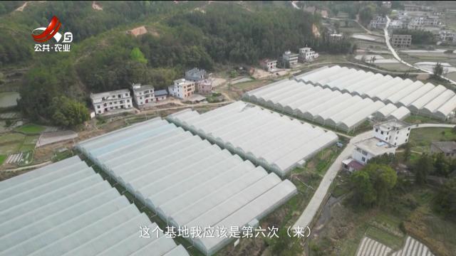 稻花香里20250429 乡村振兴进行时——一根芦笋背后的农科密码