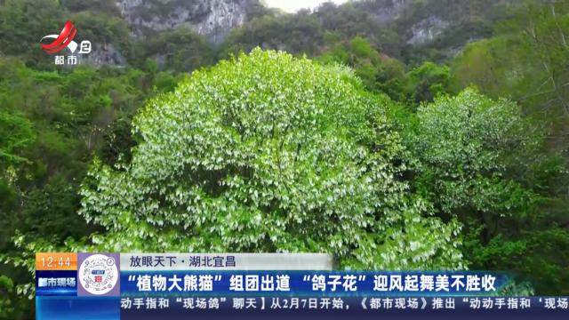 【放眼天下】湖北宜昌：“植物大熊猫”组团出道 “鸽子花”迎风起舞美不胜收