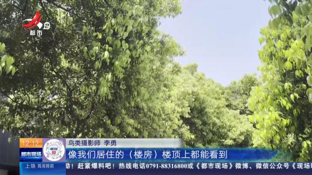 【放眼天下】四川乐山：大鸟捕食小鸟 网友意外拍下画面