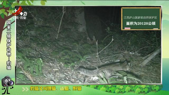 绿野秘踪20250405