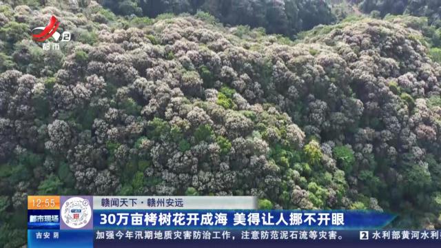【赣闻天下】赣州安远：30万亩栲树花开成海 美得让人挪不开眼