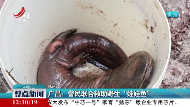 广昌：警民联合救助野生“娃娃鱼”
