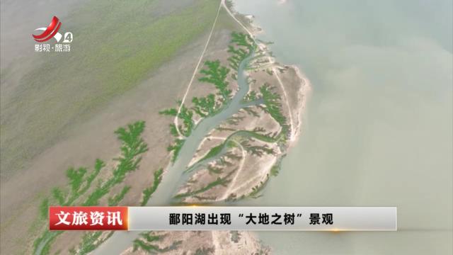 鄱阳湖出现“大地之树”景观