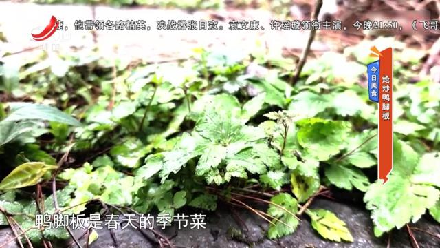 今日美食：炝炒鸭脚板