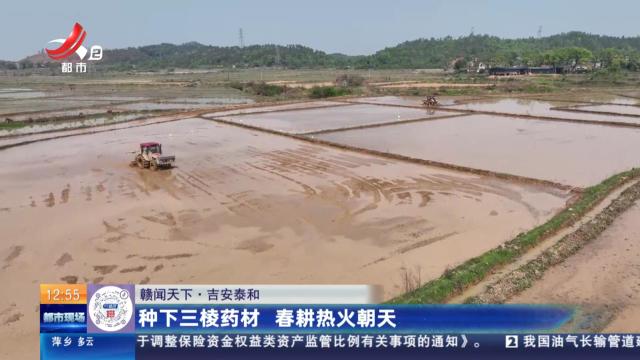 【赣闻天下】吉安泰和：种下三棱药材 春耕热火朝天