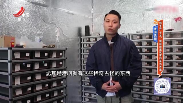 贵州贵阳——蛇年养“小龙” 探秘爬宠玩家的花式养宠