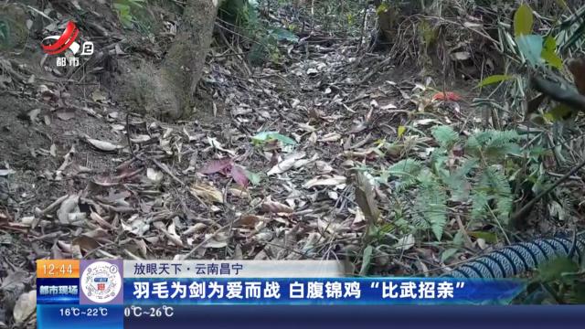【放眼天下】云南昌宁：羽毛为剑为爱而战 白腹锦鸡“比武招亲”