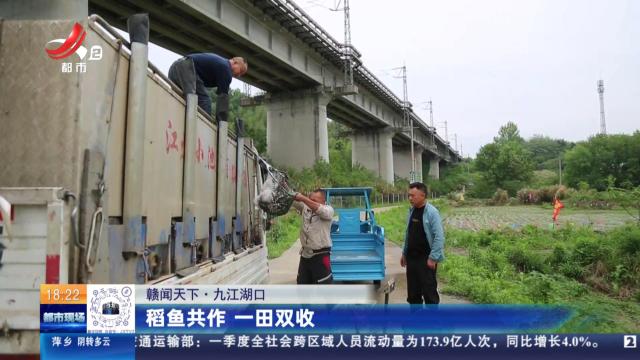 【赣闻天下】九江湖口：稻鱼共作 一田双收