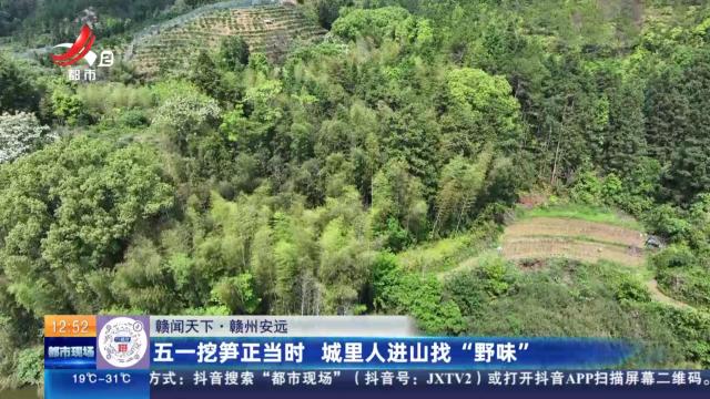 【赣闻天下】赣州安远：五一挖笋正当时 城里人进山找“野味”