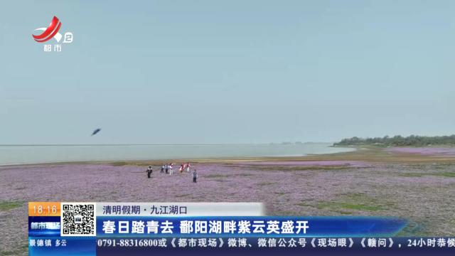 【清明假期】九江湖口：春日踏青去 鄱阳湖畔紫云英盛开