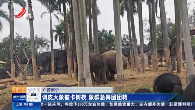广西南宁：调皮大象被卡树杈 象群急得团团转