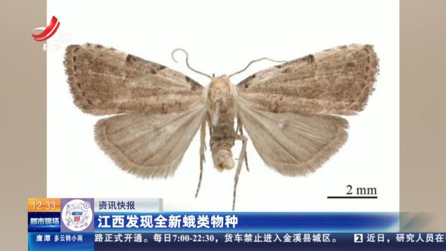 江西发现全新蛾类物种