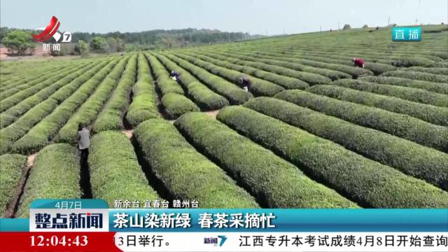 茶山染新绿 春茶采摘忙