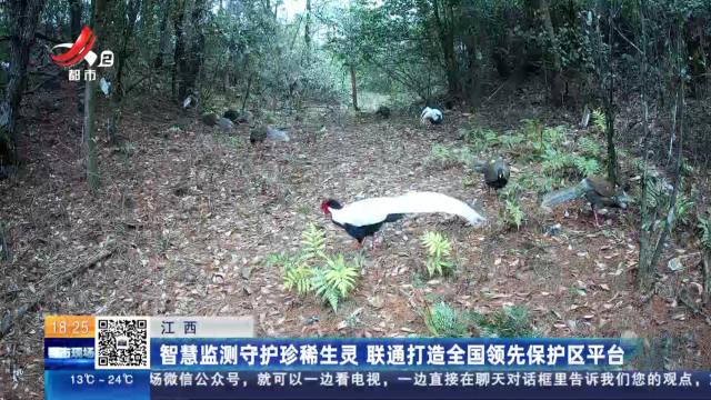 江西：智慧监测守护珍稀生灵 联通打造全国领先保护区平台