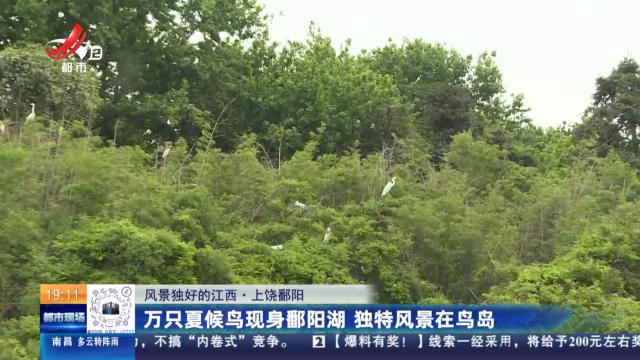 【风景独好的江西】上饶鄱阳：万只夏候鸟现身鄱阳湖 独特风景在鸟岛