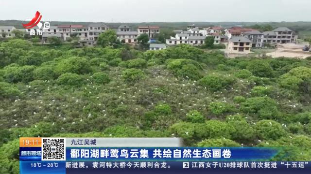 九江吴城：鄱阳湖畔鹭鸟云集 共绘自然生态画卷