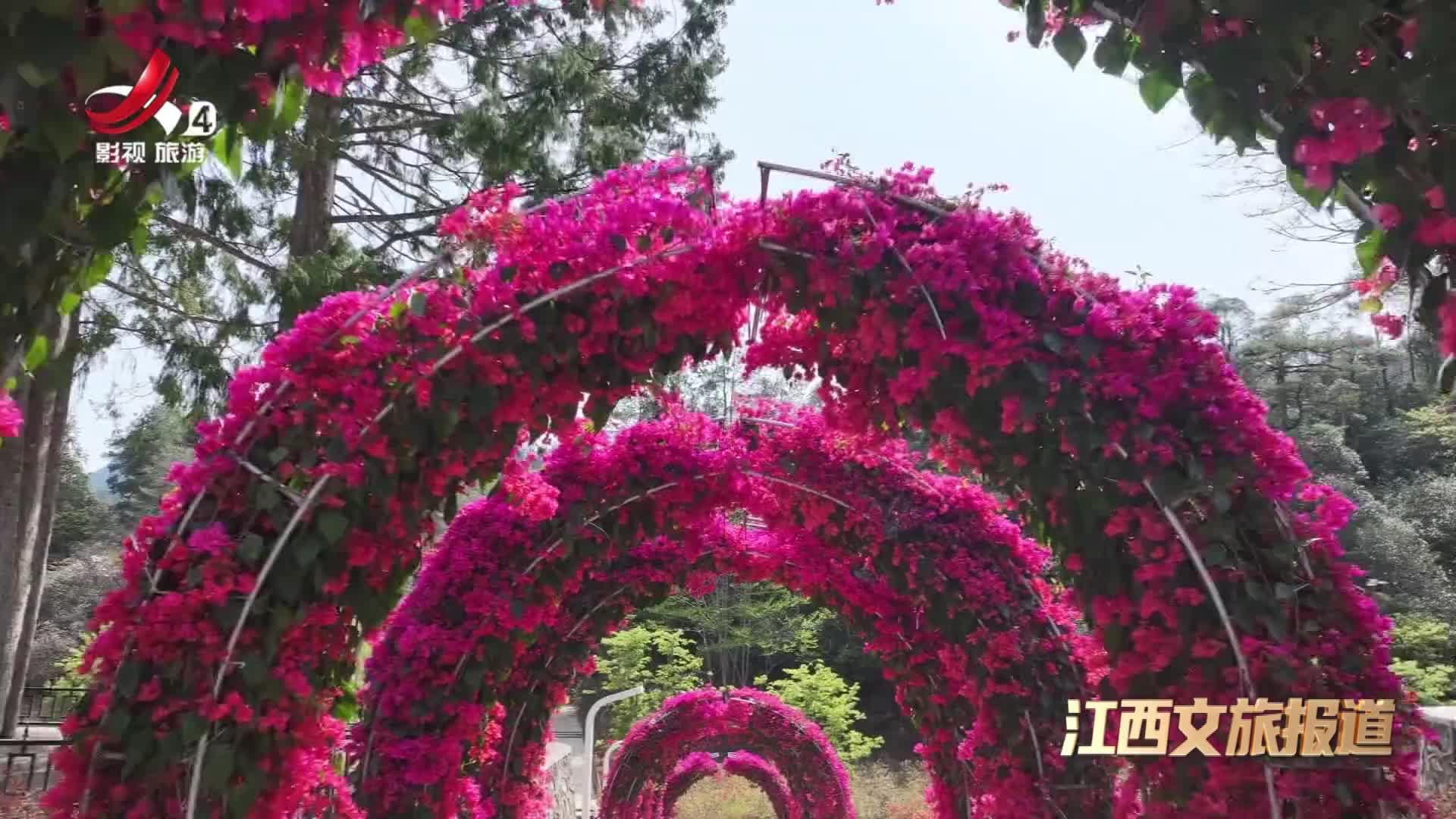 2025第十六届井冈山杜鹃花节盛大启幕