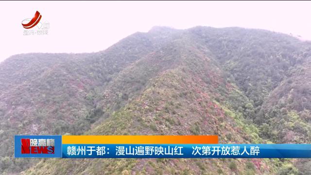 赣州于都：漫山遍野映山红 次第开放惹人醉