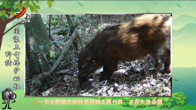 绿野秘踪20250507