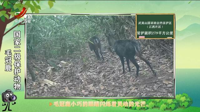 绿野秘踪20250529