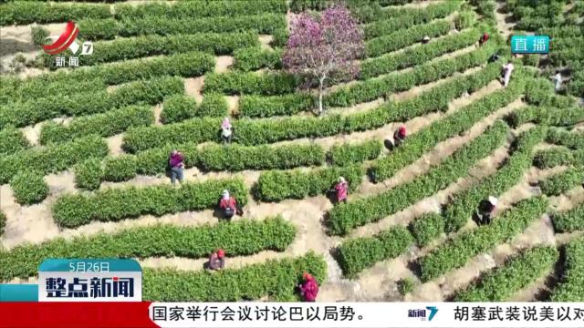 【提振消费进行时】一片绿叶的“潮”变