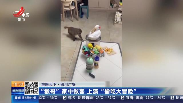 【放眼天下】四川广安：“猴哥”家中做客 上演“偷吃大冒险”