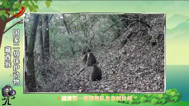 绿野秘踪20250509