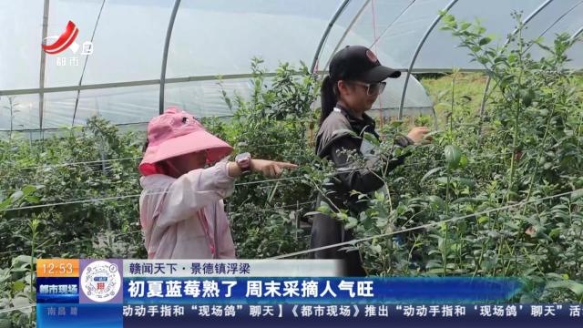 【赣闻天下】景德镇浮梁：初夏蓝莓熟了 周末采摘人气旺