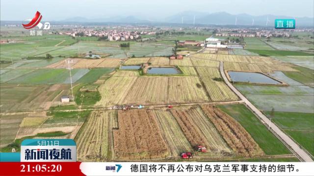 夏收油菜近六成 单产提升丰收在望
