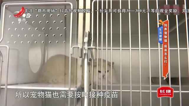 生活提醒——饲养宠物猫 疫苗怎么打？