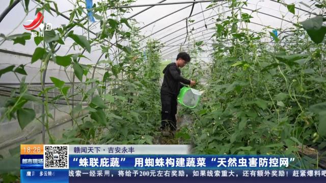 【赣闻天下】吉安永丰：“蛛联庇蔬”用蜘蛛构建蔬菜“天然虫害防控网”