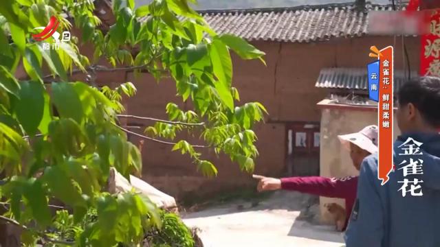 【云南】金雀花：鲜甜柔嫩