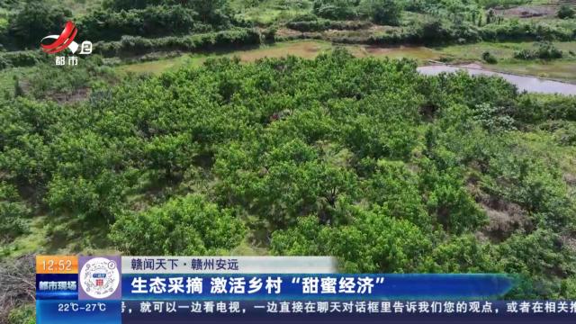 【赣闻天下】赣州安远：生态采摘 激活乡村“甜蜜经济”
